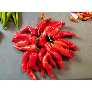 Sweet Pepper 'Melrose’ Seeds (Certified Organic)