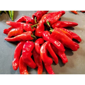 Sweet Pepper 'Melrose’ Seeds (Certified Organic)