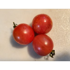 Tomato 'Pink Sprinkles' Seeds (Certified Organic)