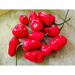 Hot Pepper ‘Chiltepin x Habanero' Seeds (Certified Organic)