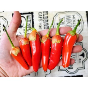 Hot Pepper ‘Bleeding Rawit White' Seeds (Certified Organic)