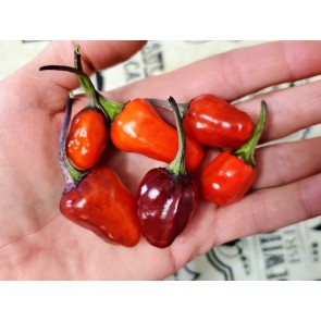 Hot Pepper 'Variegated Jigsaw' Seeds (Certified Organic)