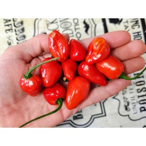 Hot Pepper ‘Chiltepin x Habanero' Seeds (Certified Organic)