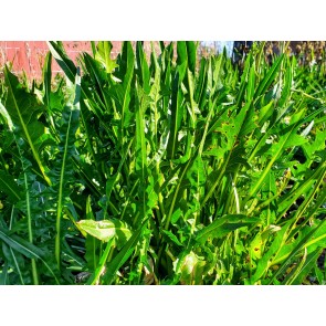 Chicory 'Catalogna Pugliese' Seeds (Certified Organic)