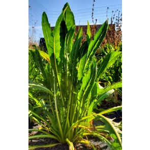Chicory 'Catalogna Pugliese' Seeds (Certified Organic)