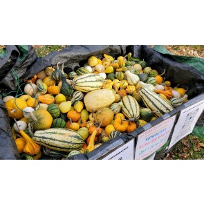 The Ultimate Gourd Seed Mix