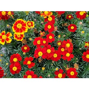 French Marigold 'Tashkent' Seeds (Certified Organic)
