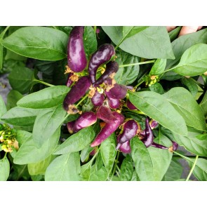 Hot Pepper 'Sangria F2' Seeds (Certified Organic)