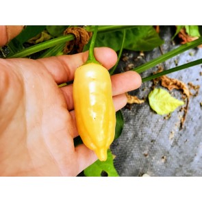Hot Pepper ‘Sugar Rush Peach’ Seeds (Certified Organic)