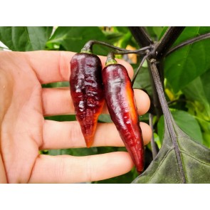 Hot Pepper ‘Biquinho Black Cross' Seeds (Certified Organic)