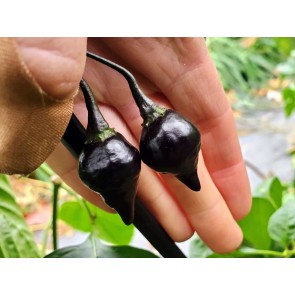 Hot Pepper ‘Biquinho Black' Seeds (Certified Organic)