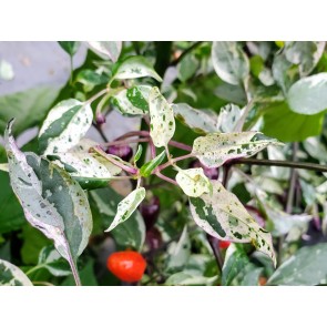 Hot Pepper 'Variegated Jigsaw' Seeds (Certified Organic)