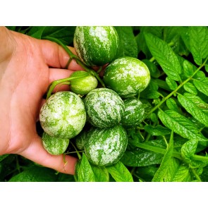 Tzimbalo Melon Pear Seeds (Certified Organic)