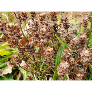 Self Heal AKA Heart of the Earth Seeds (Certified Organic)