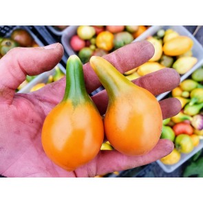 Tomato 'Mila's Orange Pear' Seeds (Certified Organic)