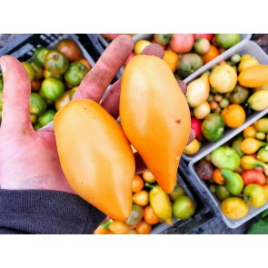 Tomato 'Buratino' AKA 'Yellow Pinocchio' Seeds (Certified Organic)