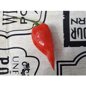 Hot Pepper 'Orion RED CROSS' Seeds (Certified Organic)