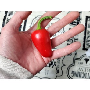 Hot Pepper ‘Guatemalan Jalapeno' Seeds (Certified Organic)