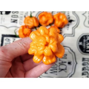 Hot Pepper ‘Scotch Bonnet Freeport Orange’ Seeds (Certified Organic)