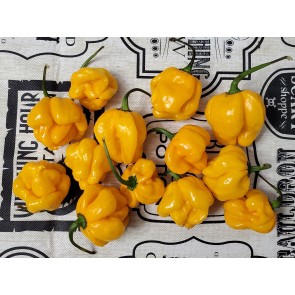 Hot Pepper 'Papa Dreadie Scotch Bonnet' Seeds (Certified Organic)