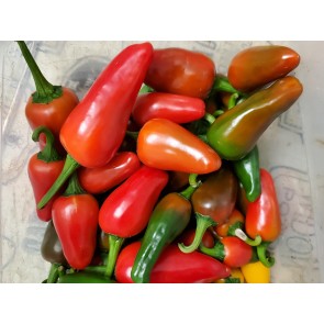 Hot Pepper ‘Hawaiian Sweet Hot' AKA 'Waialua' Seeds (Certified Organic)