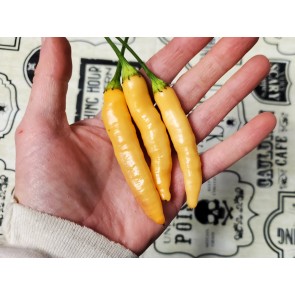 Hot Pepper ‘Dedo De Moca Peach' Seeds (Certified Organic)