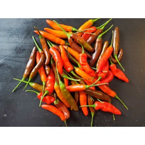 Hot Pepper ‘KS StarrScream Red' Seeds (Certified Organic)