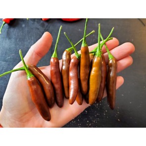 Hot Pepper ‘KS StarrScream Chocolate' Seeds (Certified Organic)