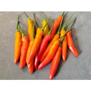 Hot Pepper ‘KS StarrScream Red' Seeds (Certified Organic)