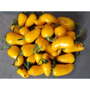 Hot Pepper 'NuMex Lemon Spice Jalapeno' Seeds (Certified Organic)