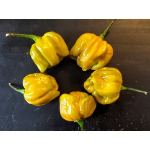 Hot Pepper ‘Mustard Habanero' Seeds (Certified Organic)