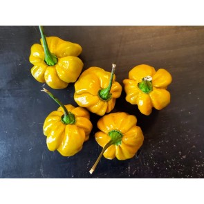 Hot Pepper ‘Mustard Habanero' Seeds (Certified Organic)