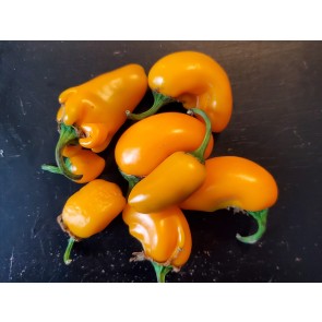 Hot Pepper 'NuMex Pumpkin Spice Jalapeno' 