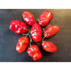 Hot Pepper 'Rocopica' Seeds (Certified Organic)