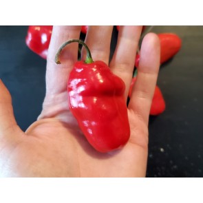 Hot Pepper 'Rocopica' Seeds (Certified Organic)