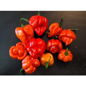 Hot Pepper ‘Scotch Bonnet MOA Red’ Seeds (Certified Organic)