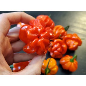 Hot Pepper ‘Scotch Bonnet MOA Red’ Seeds (Certified Organic)