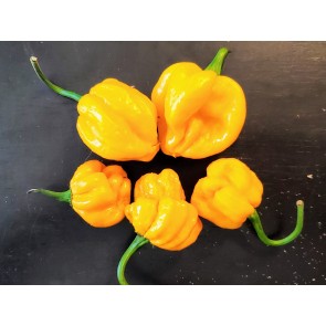 Hot Pepper ‘Scotch Bonnet MOA Yellow’ Seeds (Certified Organic)