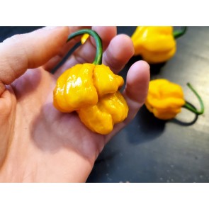 Hot Pepper ‘Scotch Bonnet MOA Yellow’ Seeds (Certified Organic)