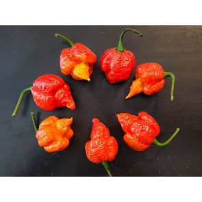 Hot Pepper 'Mustard Moruga Brains x Gator Jigsaw RED CROSS' Seeds (Certified Organic)