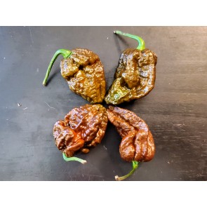 Hot Pepper 'Mustard Moruga Brains x Gator Jigsaw CHOCOLATE CROSS' Seeds (Certified Organic)