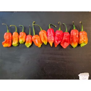 Hot Pepper ‘Lemon Reaper Red Cross’ (Aji Lemon x Carolina Reaper) Seeds (Certified Organic)