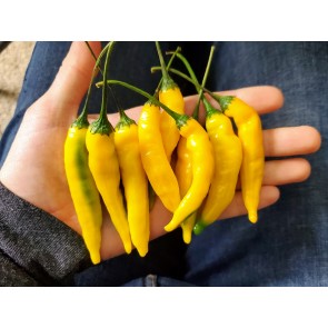 Hot Pepper 'Aji Lemon Drop' Seeds (Certified Organic)