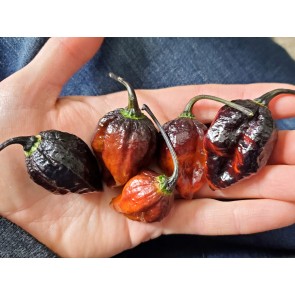 Hot Pepper '7 Pot Black’ Seeds (Certified Organic)