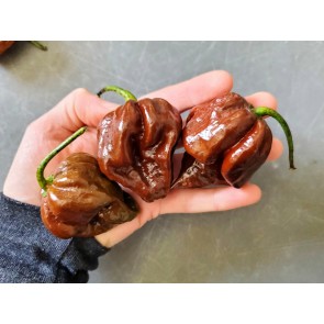 Hot Pepper ‘Trinidad Chocolate Scorpion Cappuccino’ Seeds (Certified Organic)