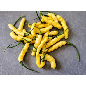 Hot Pepper ‘Aribibi Gusano' AKA 'Caterpillar Pepper' Seeds (Certified Organic)
