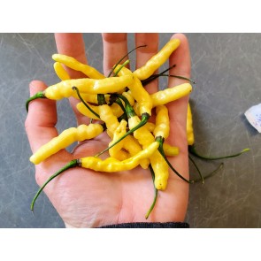 Hot Pepper ‘Aribibi Gusano' AKA 'Caterpillar Pepper' Seeds (Certified Organic)