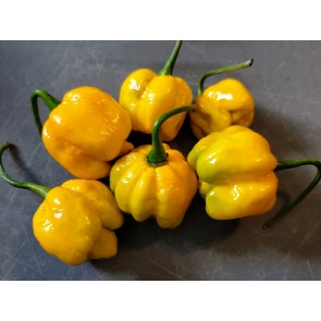 Hot Pepper ‘Trinidad Scorpion Orange’ Seeds (Certified Organic)