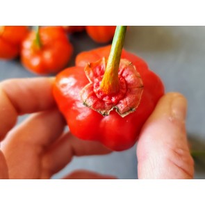 Hot Pepper ‘Bleeding Jack' Seeds (Certified Organic)
