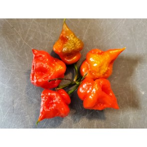 Hot Pepper 'Trinidad 7 Pot Cross’ Seeds (Certified Organic)